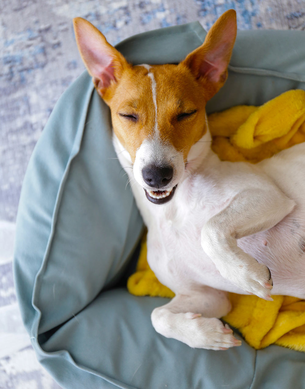 Veterinary Services from Country Veterinary Service in Burlington, WI