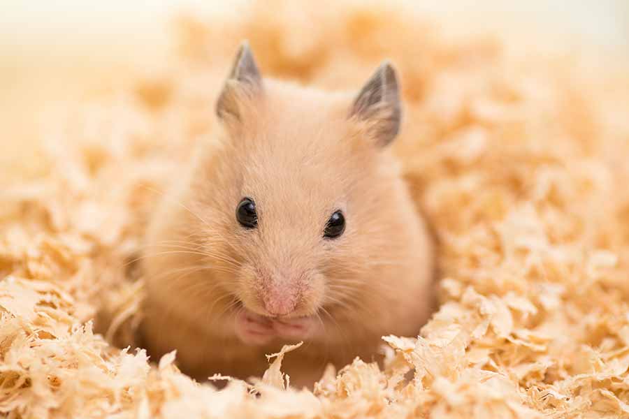 Hamster Vet Services from Country Veterinary Service in Burlington, WI