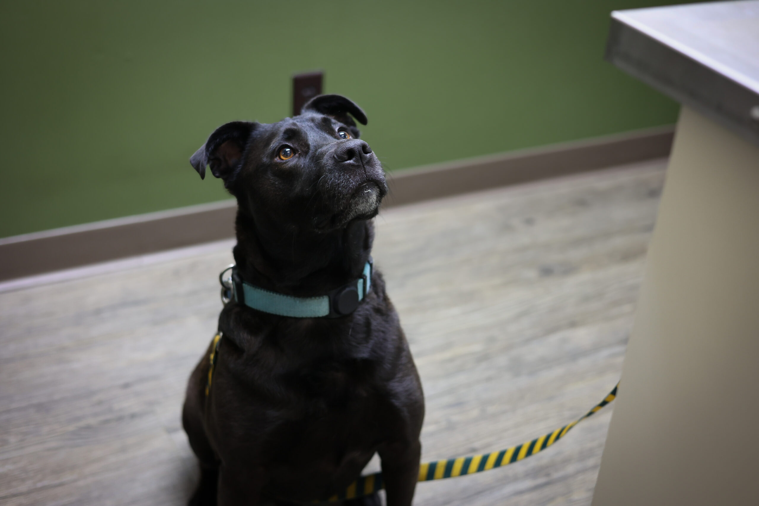 Hamster Vet Services from Country Veterinary Service in Burlington, WI