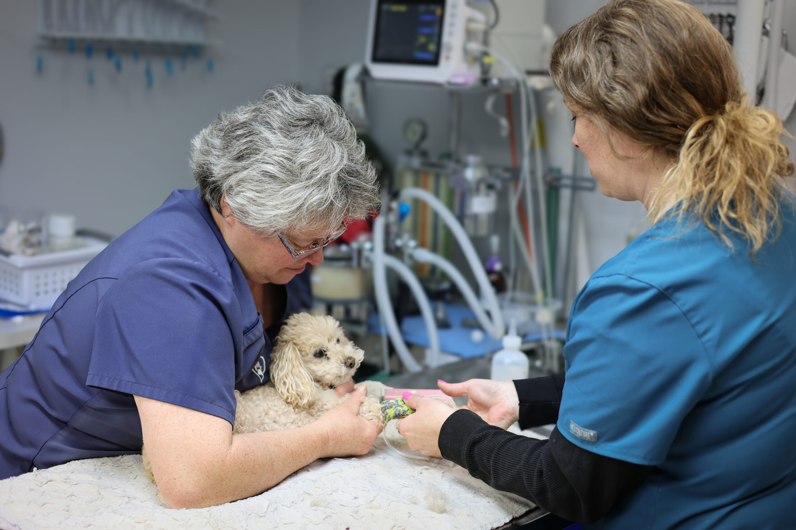 Guinea Pig Vet from Country Veterinary Service in Burlington, WI.