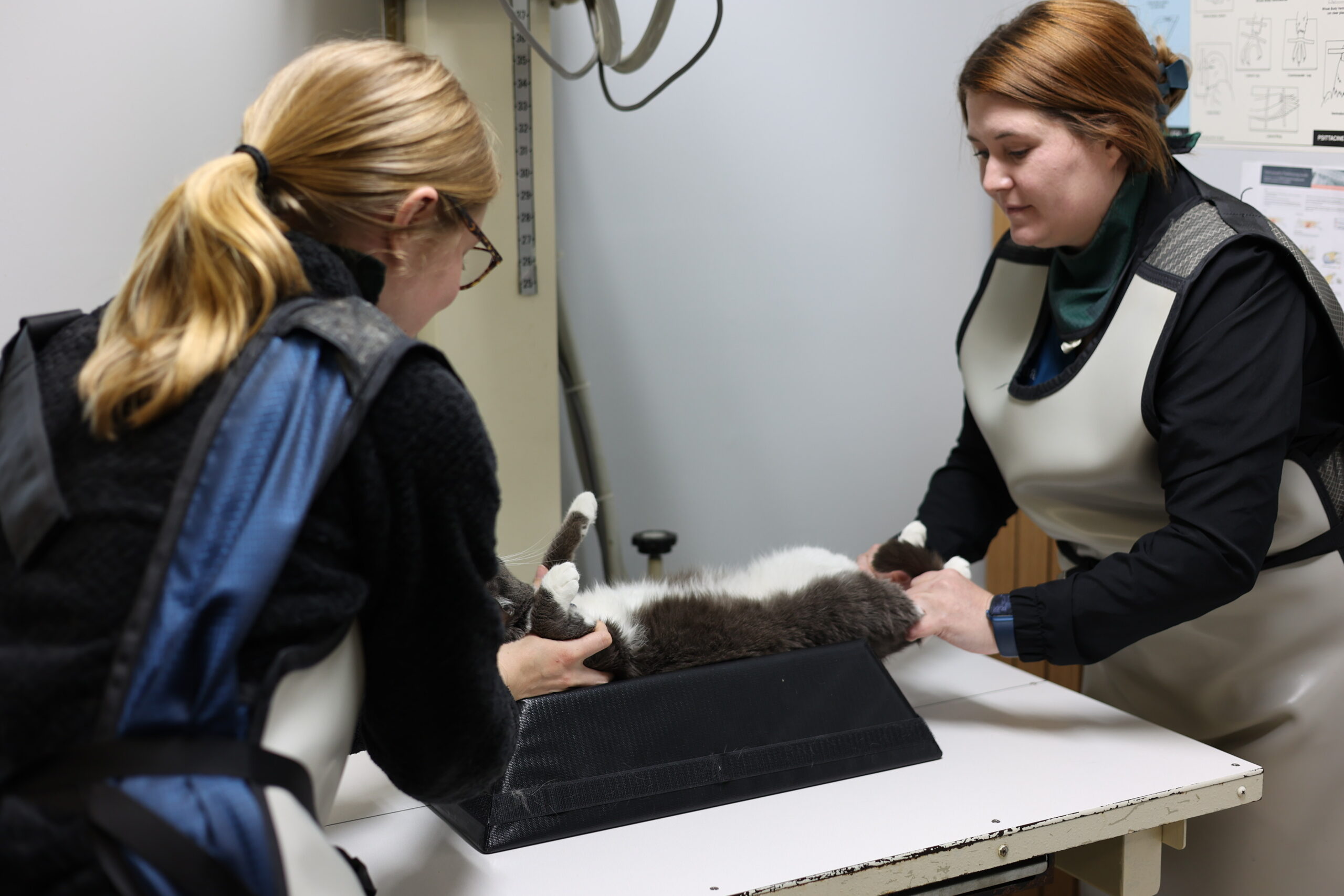 Pug Vet Services from Country Veterinary Service in Burlington, WI.